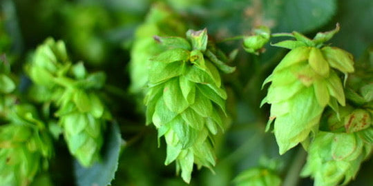 FRESH HOP BREW26