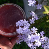 HAZY DAZE WILD GRAPE