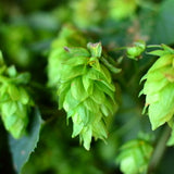 Fresh Myst - Homegrown Fresh Hop IPA