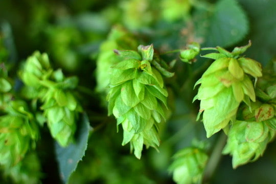Fresh Myst - Homegrown Fresh Hop IPA