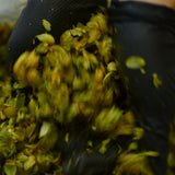Fresh Myst - Homegrown Fresh Hop IPA